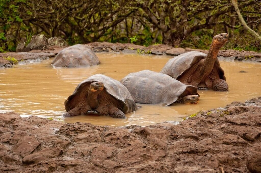 la galapaguera 3 turtles in small water formation