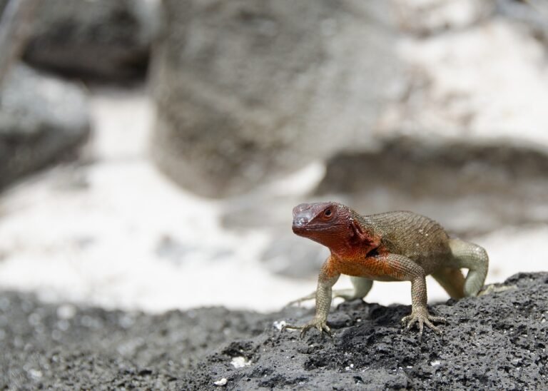 lizard-2380433_1280-768x548