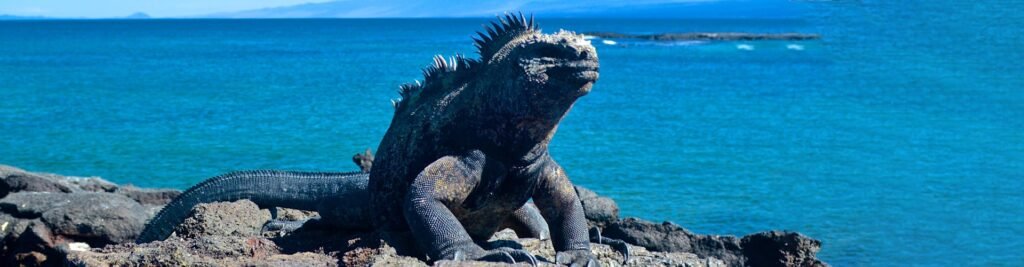 lizard still on rocks tour-isla-seymour-galapagos-min-1
