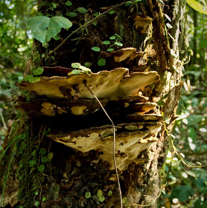 mCVF6qAfrtqkTqcgakbf