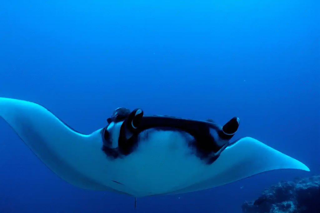 manta-ray-1