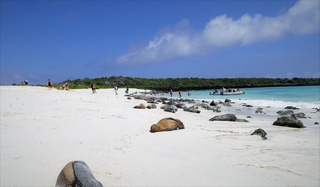 mosquera sea lions on the white sanded beach