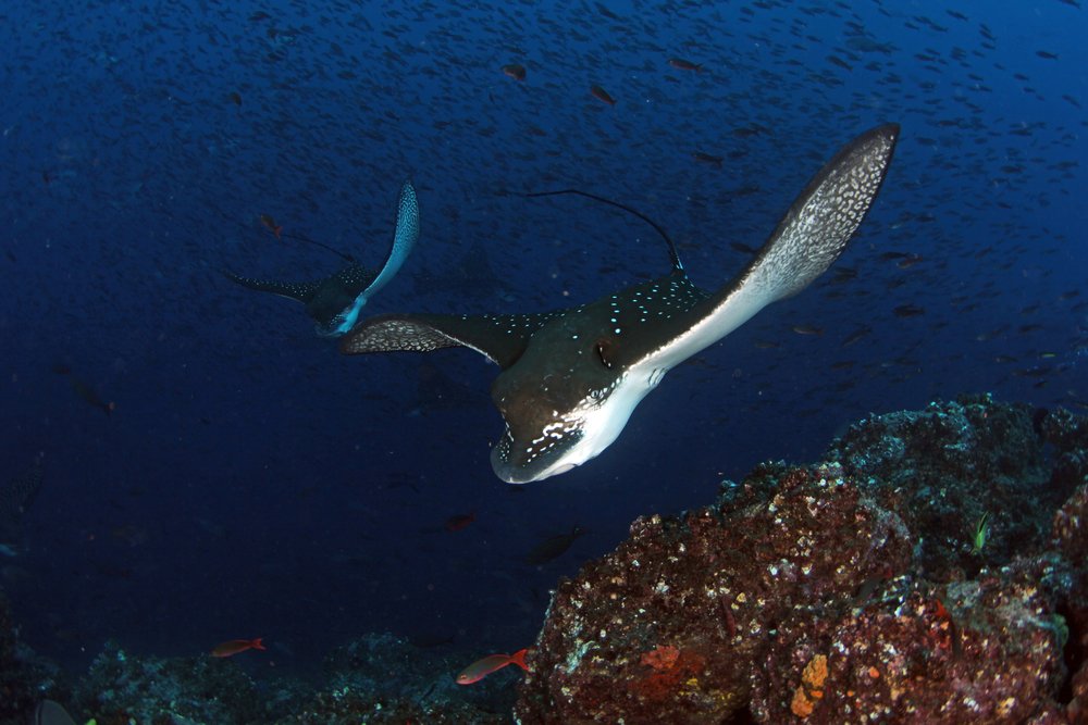 punta carrion manta raya diving site