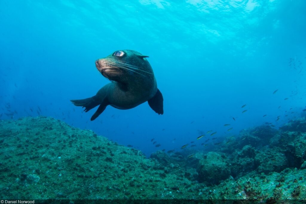 punta vicente roca sea lion divibg site