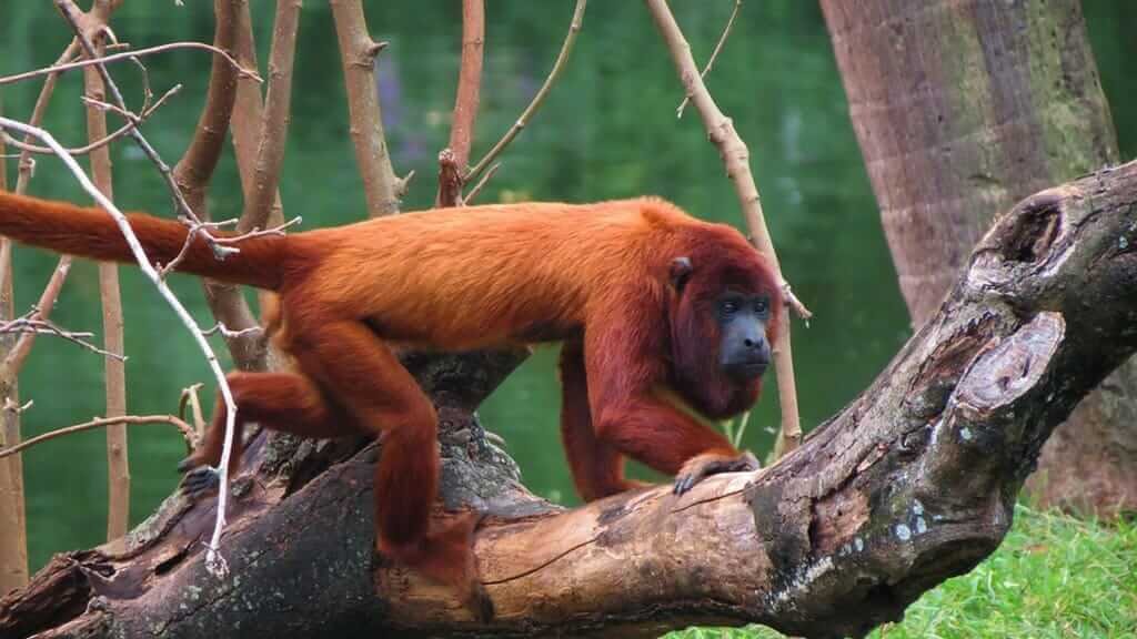 red-howler-monkeys-amazon-rainforest-in-ecuador
