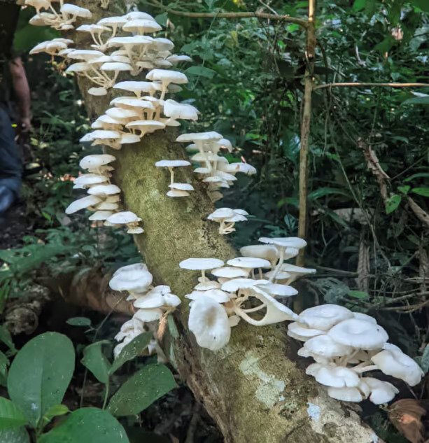 sani lodge activities-nature-walks-10