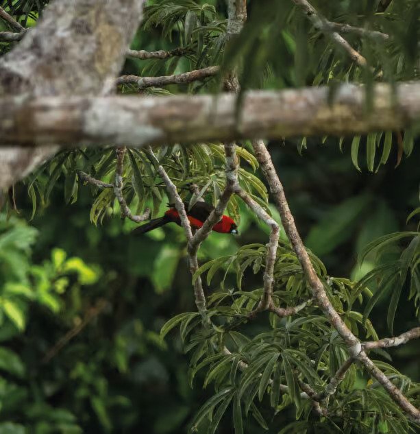 sani lodge activities-nature-walks-7