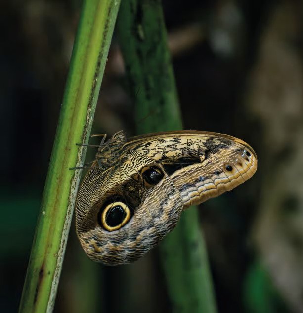 sani lodge activities-nature-walks-8