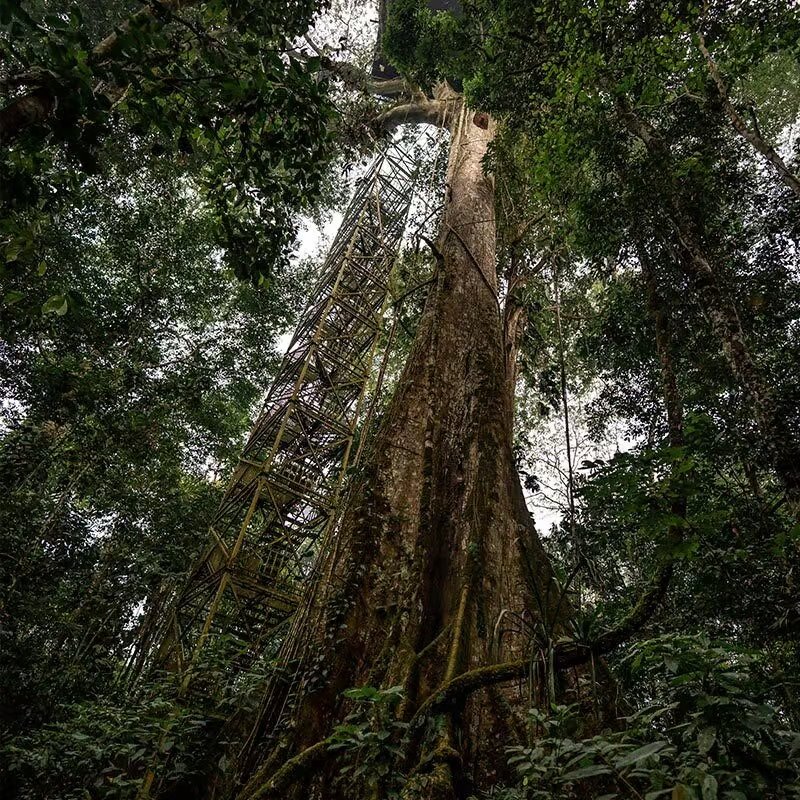sani lodge canopy-tower-gal3