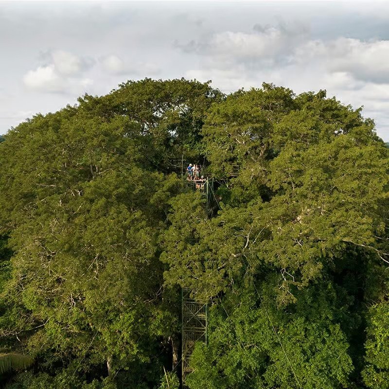 sani lodge canopy-tower-gal5
