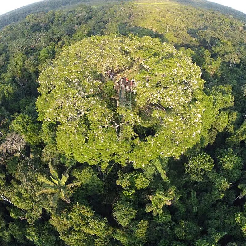 sani lodge canopy-tower-gal6
