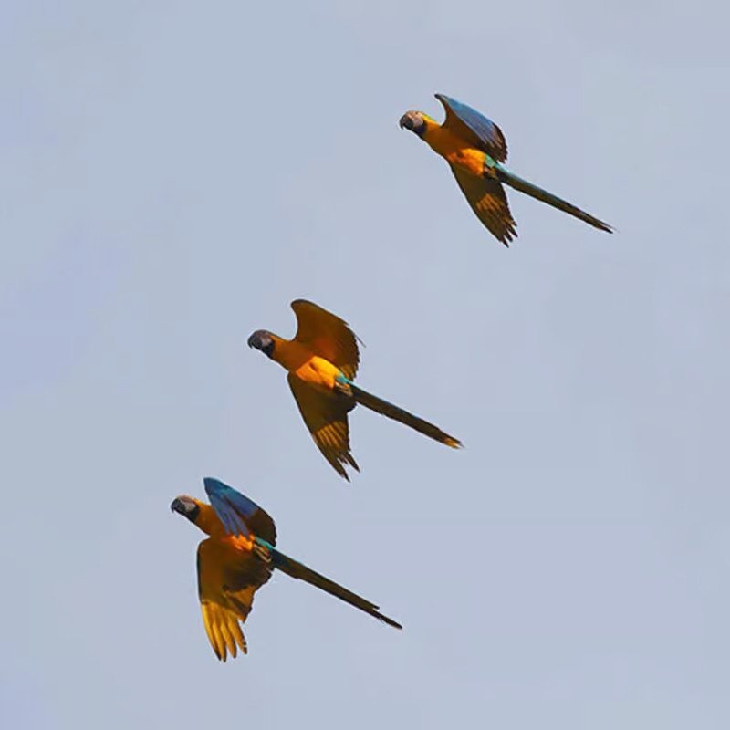 sani lodge canopy-tower-gal7