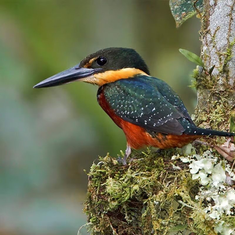 sani lodge canopy-tower-gal8