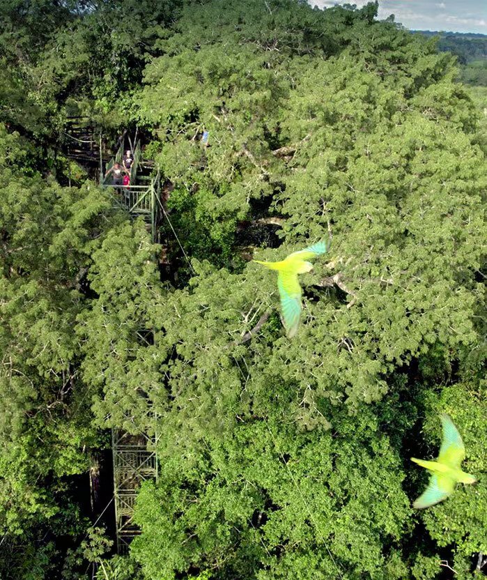 sani lodge canopy-tower-portada