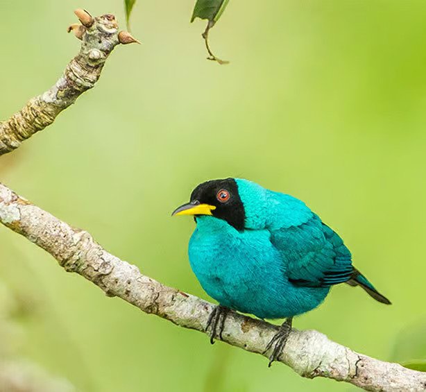 sani lodge tower-gal2