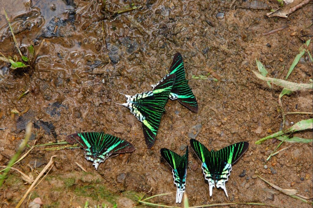 sdbVF5UML9N6CUfZa89S