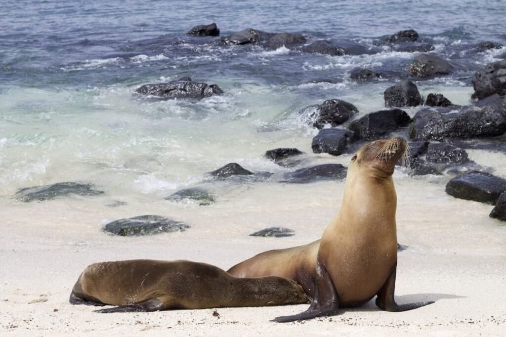sea-lions-at-Punta-Pitt-San-Cristobal-1024x683