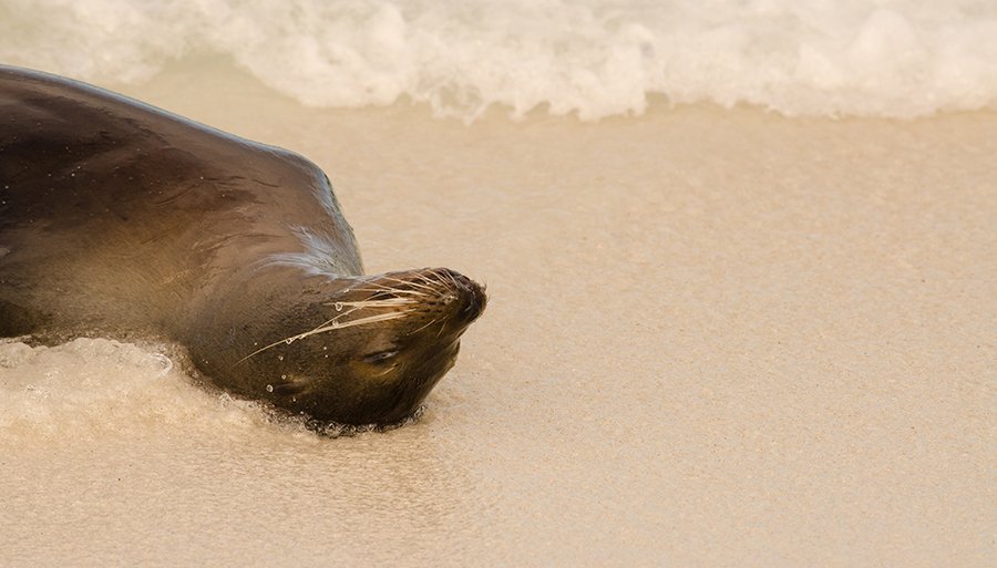 sea-lions-galapagos