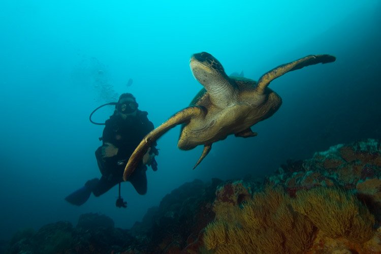 sea-turtle