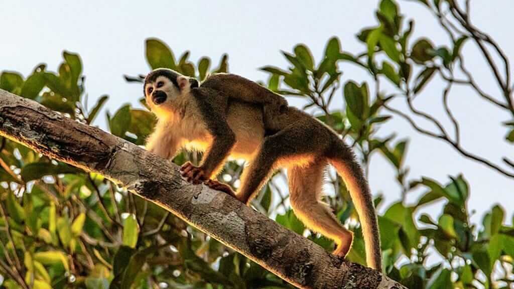 spider monkey-climbing-with-baby-amazon