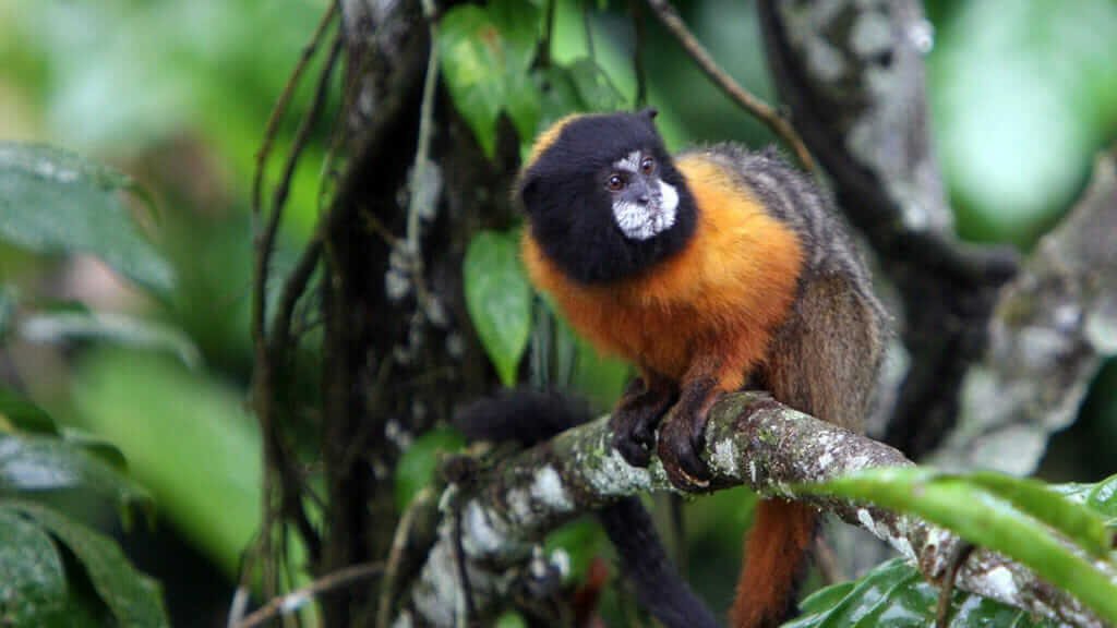 tamarin-monkey