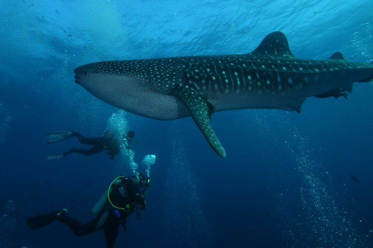whale-shark