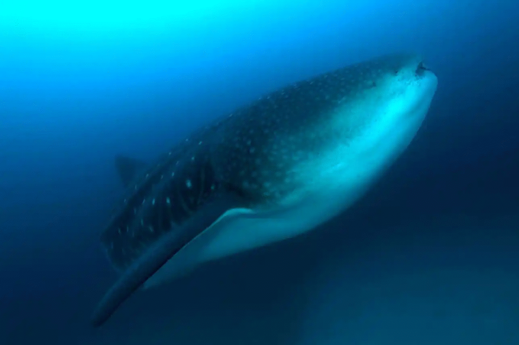 whaleshark_edited