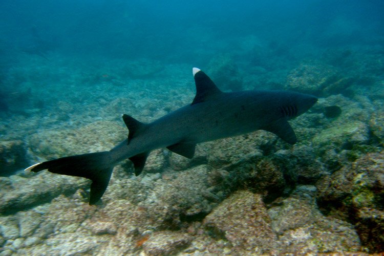 white-tip-reef-shark