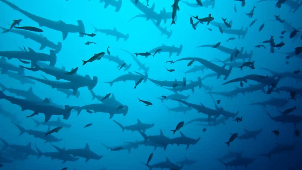 wolf island diving site group-hammerhead-sharks-galapagos