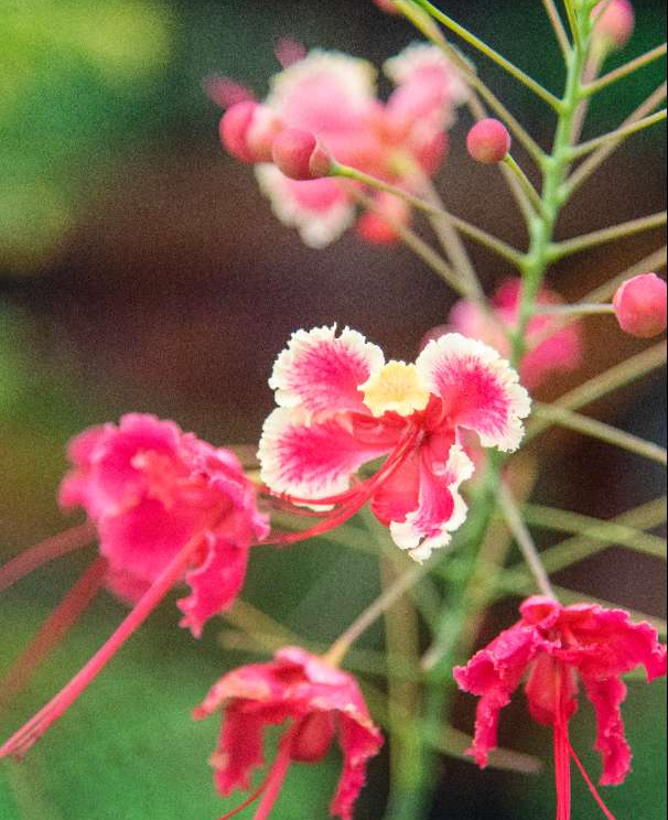 yCPopLuWmpUwF9uy8vAe