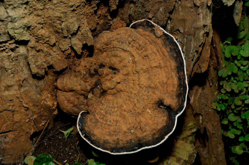 zotK49Xos0rXBcl9EVTF