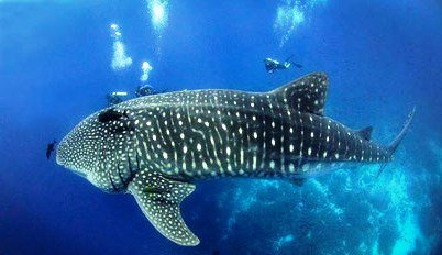 gordon whale shark