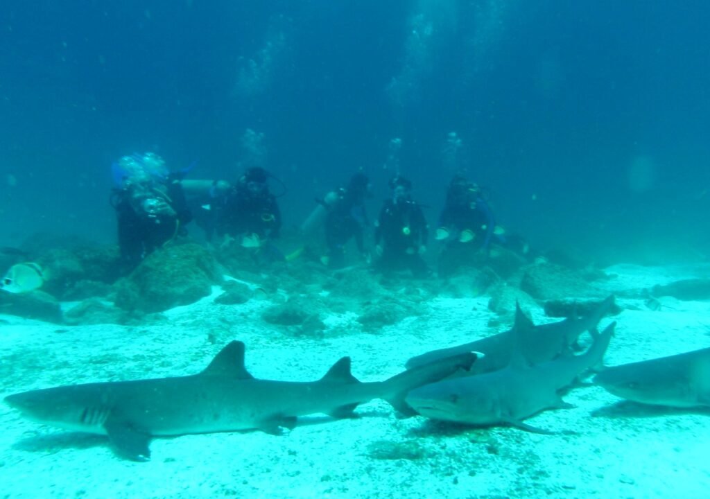 CREATOR: gd-jpeg v1.0 (using IJG JPEG v62), quality = 85