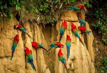 Clay-Licks-Of-The-Amazon-Rainforest-1120x732