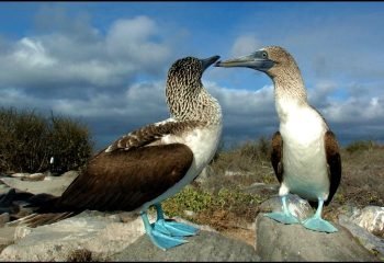 Española two piqueros blue feet
