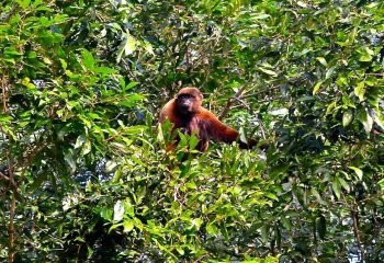 gaia-amazon-eco-lodge (27)