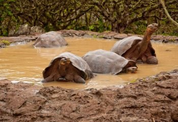la galapaguera 3 turtles in small water formation