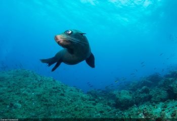 punta vicente roca sea lion divibg site