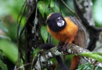 tamarin-monkey