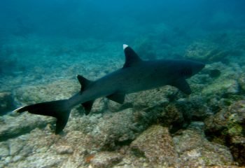 white-tip-reef-shark